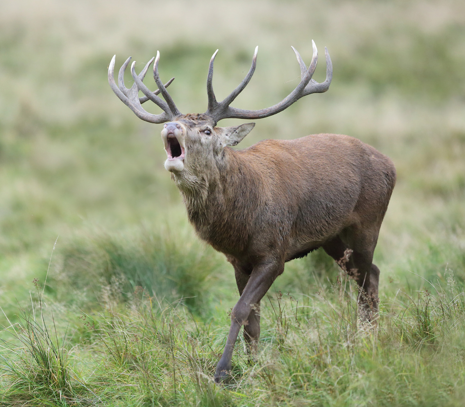B.White Advanced Bellowing Red Deer Stag The Rutting Season