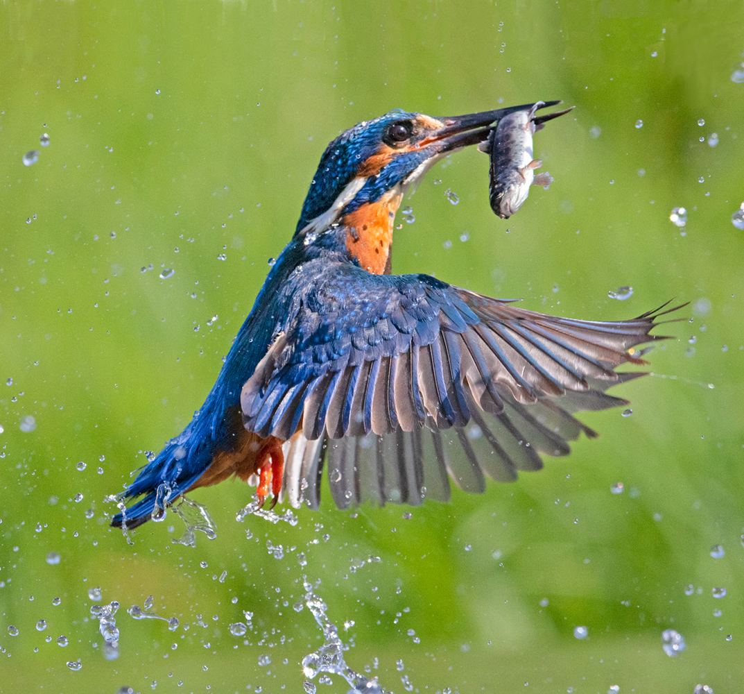 Kingfisher Rising web