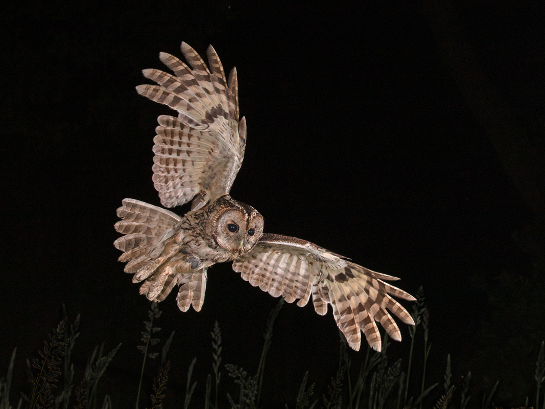 Tawny Owl in Flight web